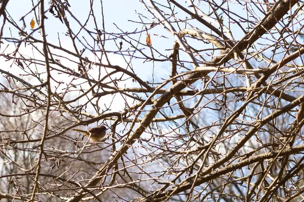 Bu sevimli küçük serçe ağaca tünemişti. Kahverengi tüylü küçük kuş saklanmaya ve güvende kalmaya çalışıyor. Bunlar ötücü kuşlar ve kulağa çok hoş geliyor. Dalların yaprakları yok..
