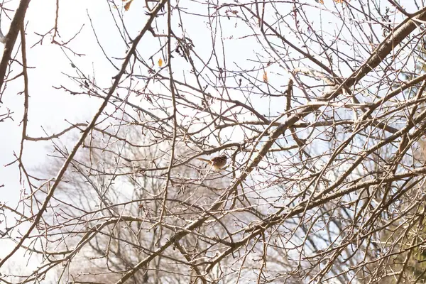 Bu sevimli küçük serçe ağaca tünemişti. Kahverengi tüylü küçük kuş saklanmaya ve güvende kalmaya çalışıyor. Bunlar ötücü kuşlar ve kulağa çok hoş geliyor. Dalların yaprakları yok..