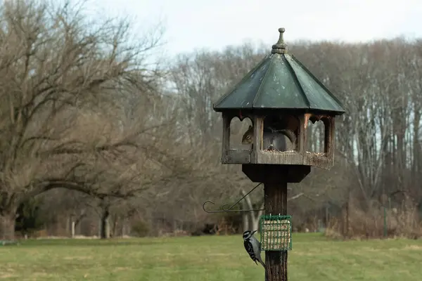 Kuş yemliğinde yemeğin tadını çıkaran küçük gri sincap. Bu yapıyı saklanma yeri olarak kullanıyor. Tam altında tüylü bir ağaçkakan var. Süet besleyicisinde siyah ve beyaz tüyleriyle birlikte..