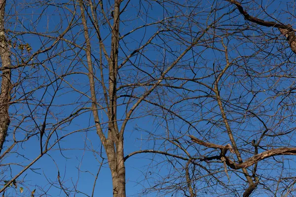 Gökyüzüne uzanan bu güzel kahverengi uzuvların görünüşü oldukça çarpıcı. Kış mevsimi nedeniyle yaprakları olmayan dallar iskelet kalıntılarına benziyor..