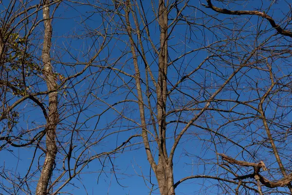 Gökyüzüne uzanan bu güzel kahverengi uzuvların görünüşü oldukça çarpıcı. Kış mevsimi nedeniyle yaprakları olmayan dallar iskelet kalıntılarına benziyor..