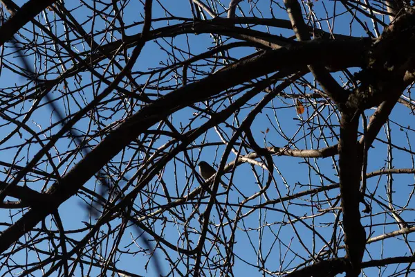 Bu sevimli küçük kuş bu ağacın dallarına tünemişti. Tedbirli bir şekilde güvenliği sağlıyorum. Çıplak uzuvlar vücudunu kamufle etmesine ve yırtıcılardan korunmasına yardımcı oluyor..