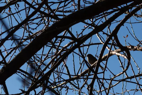 Bu sevimli küçük kuş bu ağacın dallarına tünemişti. Tedbirli bir şekilde güvenliği sağlıyorum. Çıplak uzuvlar vücudunu kamufle etmesine ve yırtıcılardan korunmasına yardımcı oluyor..