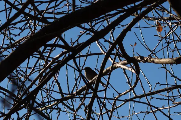 Bu sevimli küçük kuş bu ağacın dallarına tünemişti. Tedbirli bir şekilde güvenliği sağlıyorum. Çıplak uzuvlar vücudunu kamufle etmesine ve yırtıcılardan korunmasına yardımcı oluyor..