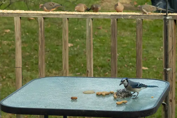 Bu güzel mavi alakarga yemek için cam masaya geldi. Fıstıklar tüm yüzeye yayılmıştı ki bu da bu korvidlerin en sevdiği cevizdir. Bu kuşun çok güzel renkleri var ve çok zeki görünüyor..