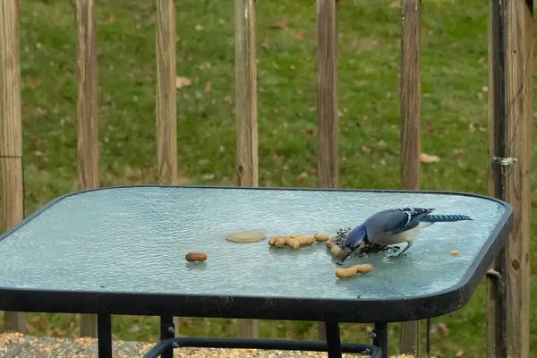 Bu güzel mavi alakarga yemek için cam masaya geldi. Fıstıklar tüm yüzeye yayılmıştı ki bu da bu korvidlerin en sevdiği cevizdir. Bu kuşun çok güzel renkleri var ve çok zeki görünüyor..