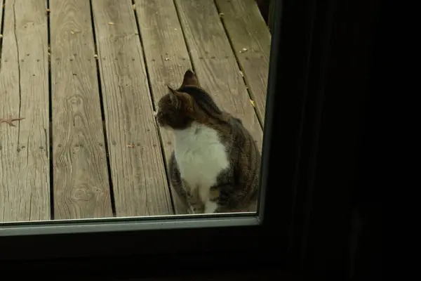 Fotoğrafı çektiğimde güvertenin kapısında sevimli bir tekir kedi oturuyordu. Kedi yemek için burada ve yalvarıyor gibi görünüyor. Dikenli kürkünü ve güzel gözlerini seviyorum..