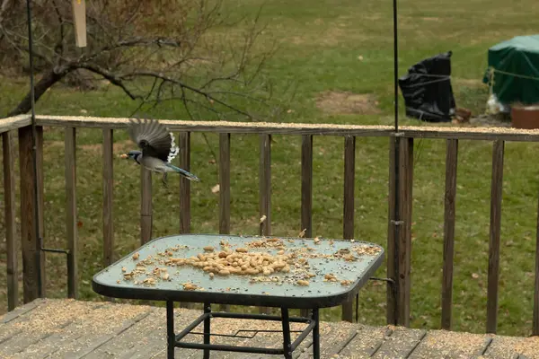 Bu güzel mavi kuş gagasında fıstıkla kardan havalanıyor. Renkli Corvid 'in kanatları açılıp bacakları aşağıda. Kalkış formunda ve neredeyse uçuyor..
