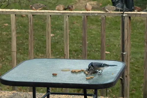 Bu güzel mavi alakarga yemek için cam masaya geldi. Fıstıklar tüm yüzeye yayılmıştı ki bu da bu korvidlerin en sevdiği cevizdir. Bu kuşun çok güzel renkleri var ve çok zeki görünüyor..