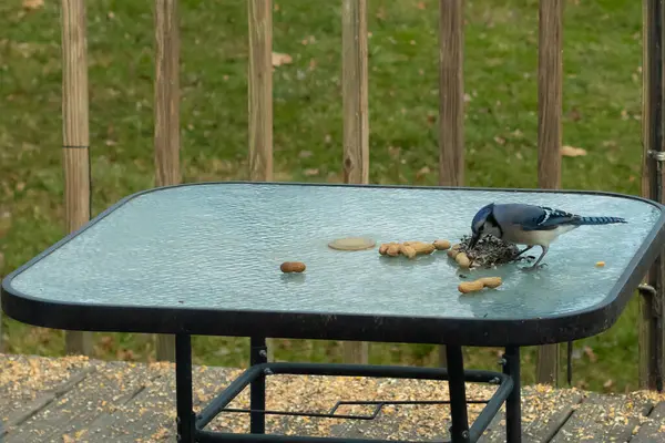 Bu güzel mavi alakarga yemek için cam masaya geldi. Fıstıklar tüm yüzeye yayılmıştı ki bu da bu korvidlerin en sevdiği cevizdir. Bu kuşun çok güzel renkleri var ve çok zeki görünüyor..