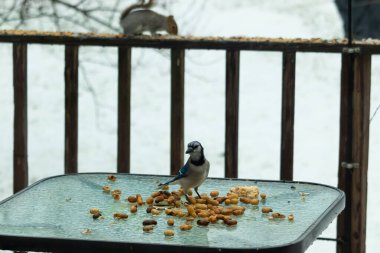 Bu güzel mavi alakarga yemek için cam masaya geldi. Güzel kuşun etrafı fıstıklarla çevrili. Bu çok soğuk bir görüntü. Yerde kar ve her yerde mavi renkler.