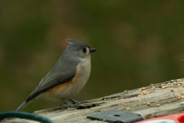 Ben onun resmini çekerken bu küçük, şirin meme faresi ahşap korkuluklara oturdu. Küçük Mohawk 'lı küçük, şirin gri vücudu. Bu kuş biraz kuş yemi istiyor..