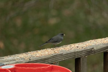 Bu küçük, tatlı, koyu renk gözlü junco, bu ahşap korkuluklara tünemişti. Küçük kuş biraz kuş yemi için geldi. Bazıları bu kuşa karkuşu diyor. Beyaz tüylü, esmer vücudunu seviyorum..