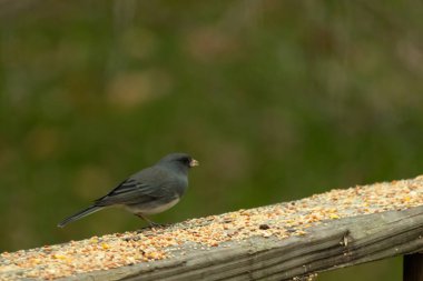 Bu küçük, tatlı, koyu renk gözlü junco, bu ahşap korkuluklara tünemişti. Küçük kuş biraz kuş yemi için geldi. Bazıları bu kuşa karkuşu diyor. Beyaz tüylü, esmer vücudunu seviyorum..