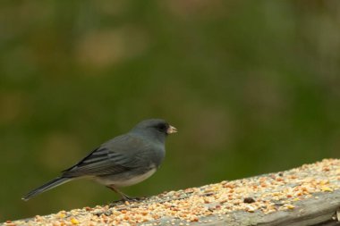 Bu küçük, tatlı, koyu renk gözlü junco, bu ahşap korkuluklara tünemişti. Küçük kuş biraz kuş yemi için geldi. Bazıları bu kuşa karkuşu diyor. Beyaz tüylü, esmer vücudunu seviyorum..
