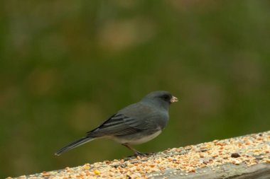 Bu küçük, tatlı, koyu renk gözlü junco, bu ahşap korkuluklara tünemişti. Küçük kuş biraz kuş yemi için geldi. Bazıları bu kuşa karkuşu diyor. Beyaz tüylü, esmer vücudunu seviyorum..