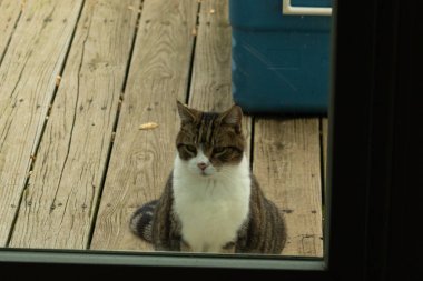 Fotoğrafı çektiğimde güvertenin kapısında sevimli bir tekir kedi oturuyordu. Kedi yemek için burada ve yalvarıyor gibi görünüyor. Dikenli kürkünü ve güzel gözlerini seviyorum..