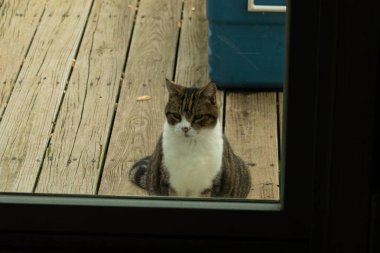 Fotoğrafı çektiğimde güvertenin kapısında sevimli bir tekir kedi oturuyordu. Kedi yemek için burada ve yalvarıyor gibi görünüyor. Dikenli kürkünü ve güzel gözlerini seviyorum..
