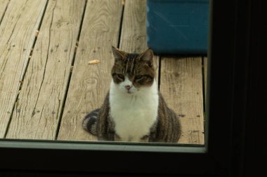 Fotoğrafı çektiğimde güvertenin kapısında sevimli bir tekir kedi oturuyordu. Kedi yemek için burada ve yalvarıyor gibi görünüyor. Dikenli kürkünü ve güzel gözlerini seviyorum..