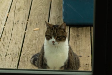Fotoğrafı çektiğimde güvertenin kapısında sevimli bir tekir kedi oturuyordu. Kedi yemek için burada ve yalvarıyor gibi görünüyor. Dikenli kürkünü ve güzel gözlerini seviyorum..