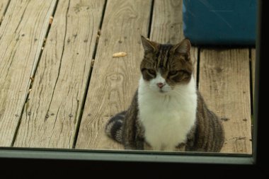 Fotoğrafı çektiğimde güvertenin kapısında sevimli bir tekir kedi oturuyordu. Kedi yemek için burada ve yalvarıyor gibi görünüyor. Dikenli kürkünü ve güzel gözlerini seviyorum..