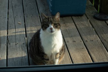 Fotoğrafı çektiğimde güvertenin kapısında sevimli bir tekir kedi oturuyordu. Kedi yemek için burada ve yalvarıyor gibi görünüyor. Dikenli kürkünü ve güzel gözlerini seviyorum..