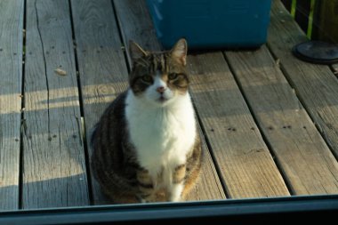 Fotoğrafı çektiğimde güvertenin kapısında sevimli bir tekir kedi oturuyordu. Kedi yemek için burada ve yalvarıyor gibi görünüyor. Dikenli kürkünü ve güzel gözlerini seviyorum..
