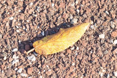Fotoğrafı çektiğimde bu güzel yaprak yerde yatıyordu. Cildindeki kırışıklıkları ve içinde akan küçük damarları seviyorum. Bu deri yapraklı viburnum 'dan geliyor..