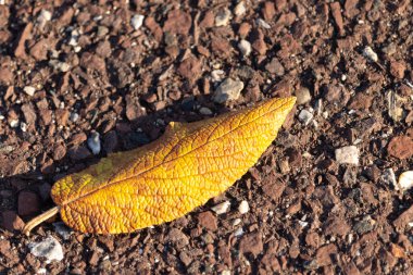 Fotoğrafı çektiğimde bu güzel yaprak yerde yatıyordu. Cildindeki kırışıklıkları ve içinde akan küçük damarları seviyorum. Bu deri yapraklı viburnum 'dan geliyor..