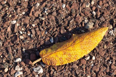 Fotoğrafı çektiğimde bu güzel yaprak yerde yatıyordu. Cildindeki kırışıklıkları ve içinde akan küçük damarları seviyorum. Bu deri yapraklı viburnum 'dan geliyor..