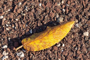 Fotoğrafı çektiğimde bu güzel yaprak yerde yatıyordu. Cildindeki kırışıklıkları ve içinde akan küçük damarları seviyorum. Bu deri yapraklı viburnum 'dan geliyor..