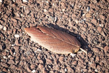 Fotoğrafı çektiğimde bu güzel yaprak yerde yatıyordu. Cildindeki kırışıklıkları ve içinde akan küçük damarları seviyorum. Bu deri yapraklı viburnum 'dan geliyor..