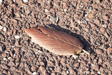 Fotoğrafı çektiğimde bu güzel yaprak yerde yatıyordu. Cildindeki kırışıklıkları ve içinde akan küçük damarları seviyorum. Bu deri yapraklı viburnum 'dan geliyor..