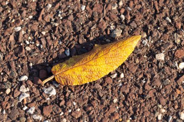 Fotoğrafı çektiğimde bu güzel yaprak yerde yatıyordu. Cildindeki kırışıklıkları ve içinde akan küçük damarları seviyorum. Bu deri yapraklı viburnum 'dan geliyor..