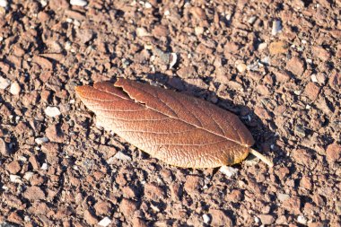 Fotoğrafı çektiğimde bu güzel yaprak yerde yatıyordu. Cildindeki kırışıklıkları ve içinde akan küçük damarları seviyorum. Bu deri yapraklı viburnum 'dan geliyor..