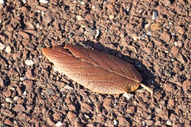 Fotoğrafı çektiğimde bu güzel yaprak yerde yatıyordu. Cildindeki kırışıklıkları ve içinde akan küçük damarları seviyorum. Bu deri yapraklı viburnum 'dan geliyor..