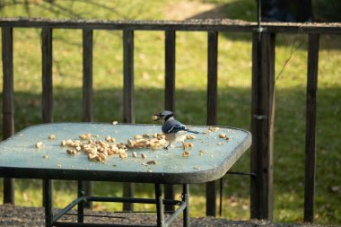 Cam masada sevimli mavi bir kuş görülmüş. Bu Corvid 'in gagasında bir fıstık var ve uçmaya hazır. Bu kuşların mavi, siyah ve gri renklerini ve küçük Mohawk 'ı seviyorum..