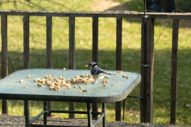 Cam masada sevimli mavi bir kuş görülmüş. Bu Corvid 'in gagasında bir fıstık var ve uçmaya hazır. Bu kuşların mavi, siyah ve gri renklerini ve küçük Mohawk 'ı seviyorum..