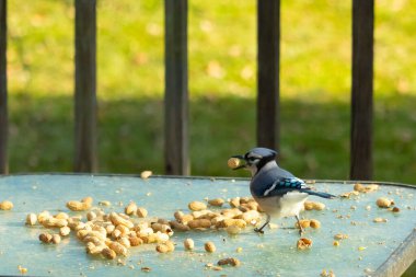Cam masada sevimli mavi bir kuş görülmüş. Bu Corvid 'in gagasında bir fıstık var ve uçmaya hazır. Bu kuşların mavi, siyah ve gri renklerini ve küçük Mohawk 'ı seviyorum..