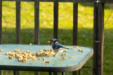 Cam masada sevimli mavi bir kuş görülmüş. Bu Corvid 'in gagasında bir fıstık var ve uçmaya hazır. Bu kuşların mavi, siyah ve gri renklerini ve küçük Mohawk 'ı seviyorum..