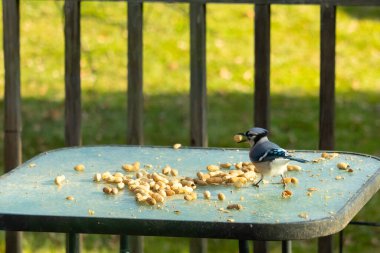 Cam masada sevimli mavi bir kuş görülmüş. Bu Corvid 'in gagasında bir fıstık var ve uçmaya hazır. Bu kuşların mavi, siyah ve gri renklerini ve küçük Mohawk 'ı seviyorum..