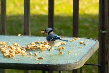 Cam masada sevimli mavi bir kuş görülmüş. Bu Corvid 'in gagasında bir fıstık var ve uçmaya hazır. Bu kuşların mavi, siyah ve gri renklerini ve küçük Mohawk 'ı seviyorum..