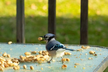 Cam masada sevimli mavi bir kuş görülmüş. Bu Corvid 'in gagasında bir fıstık var ve uçmaya hazır. Bu kuşların mavi, siyah ve gri renklerini ve küçük Mohawk 'ı seviyorum..