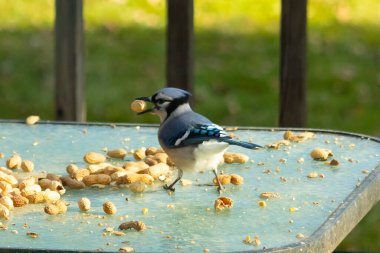 Cam masada sevimli mavi bir kuş görülmüş. Bu Corvid 'in gagasında bir fıstık var ve uçmaya hazır. Bu kuşların mavi, siyah ve gri renklerini ve küçük Mohawk 'ı seviyorum..