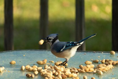 Cam masada sevimli mavi bir kuş görülmüş. Bu Corvid 'in gagasında bir fıstık var ve uçmaya hazır. Bu kuşların mavi, siyah ve gri renklerini ve küçük Mohawk 'ı seviyorum..