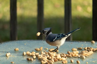 Cam masada sevimli mavi bir kuş görülmüş. Bu Corvid 'in gagasında bir fıstık var ve uçmaya hazır. Bu kuşların mavi, siyah ve gri renklerini ve küçük Mohawk 'ı seviyorum..