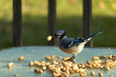 Cam masada sevimli mavi bir kuş görülmüş. Bu Corvid 'in gagasında bir fıstık var ve uçmaya hazır. Bu kuşların mavi, siyah ve gri renklerini ve küçük Mohawk 'ı seviyorum..
