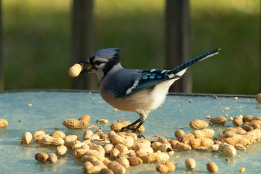 Cam masada sevimli mavi bir kuş görülmüş. Bu Corvid 'in gagasında bir fıstık var ve uçmaya hazır. Bu kuşların mavi, siyah ve gri renklerini ve küçük Mohawk 'ı seviyorum..