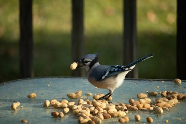 Cam masada sevimli mavi bir kuş görülmüş. Bu Corvid 'in gagasında bir fıstık var ve uçmaya hazır. Bu kuşların mavi, siyah ve gri renklerini ve küçük Mohawk 'ı seviyorum..