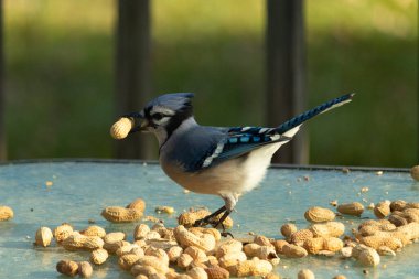 Cam masada sevimli mavi bir kuş görülmüş. Bu Corvid 'in gagasında bir fıstık var ve uçmaya hazır. Bu kuşların mavi, siyah ve gri renklerini ve küçük Mohawk 'ı seviyorum..